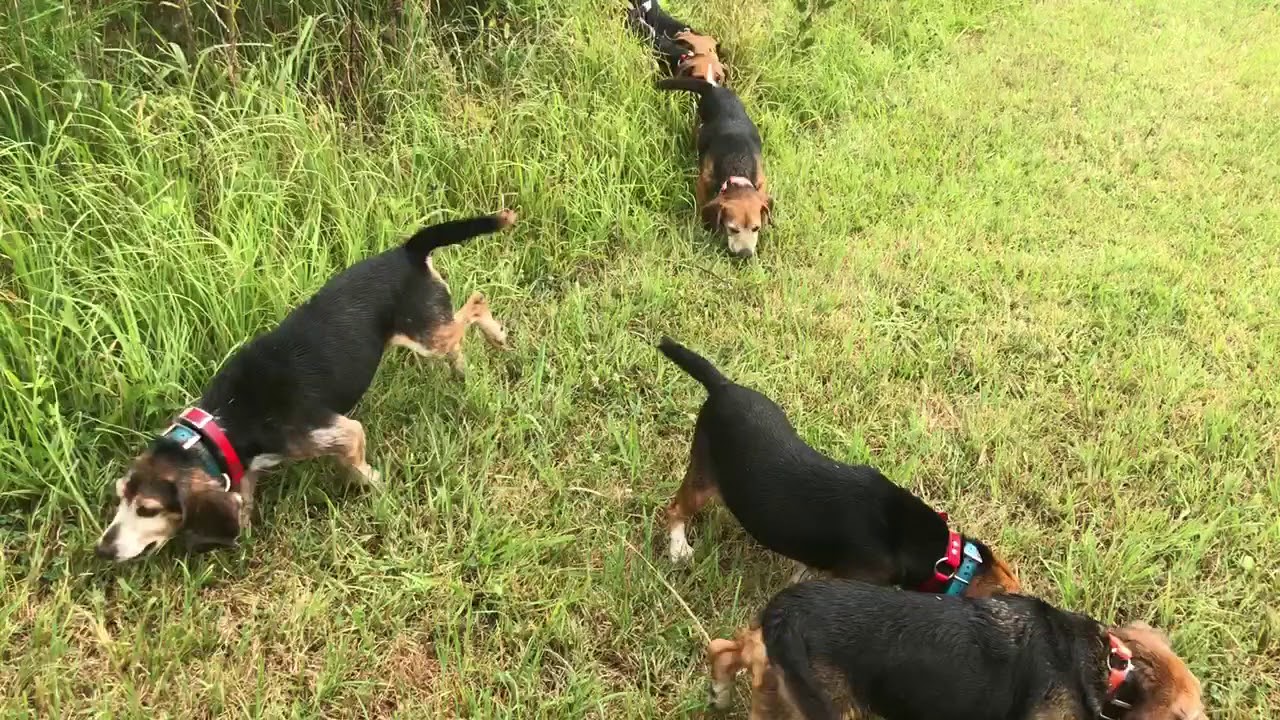 Pender Oaks Beagles And Buckshot Jones Fc J J S Cripple Creek