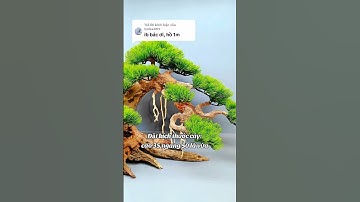 Cây bonsai tán tùng trang trí bể cá tiểu cảnh #phukienthuysinh