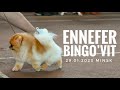 Ennefer bingovit results  dog show in minsk  29012023