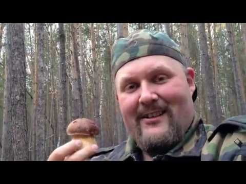 2012.10.05 Как растут белые грибы + интуиция 2012.10.05 Как растут белые грибы + интуиция