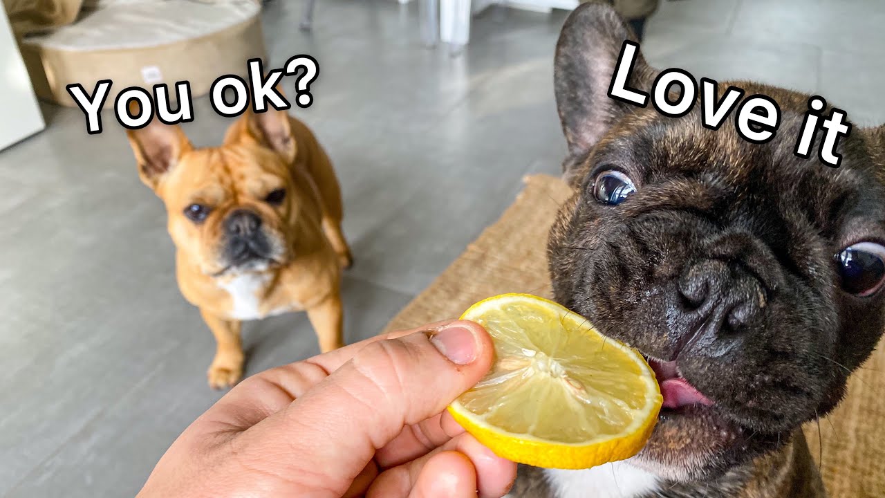 Puppy Dog Vs Lemon / HILARIOUS REACTIONS YouTube