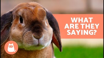 RABBIT BODY LANGUAGE 🐰💬 How do RABBITS COMMUNICATE?