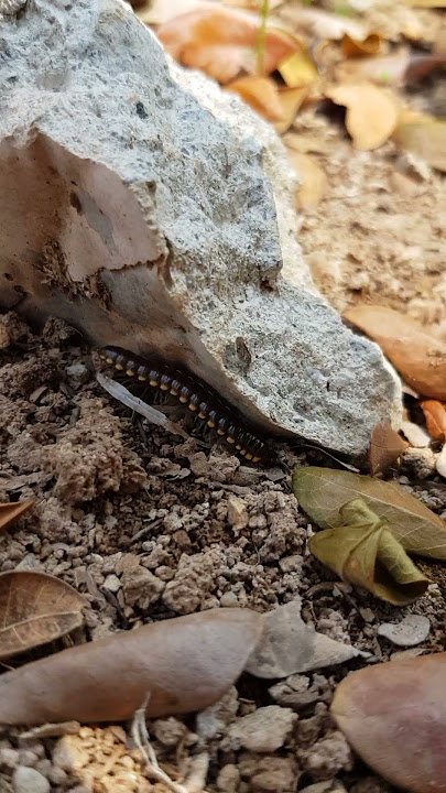 ALB1NOO TERSESAT DI BEBATUAN !!!!! #millipede #kakiseribu #luwing