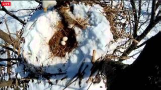 RF Eagles,viewer discretion advised,parent pulls rabbit out of nest bowl,3\/18\/14
