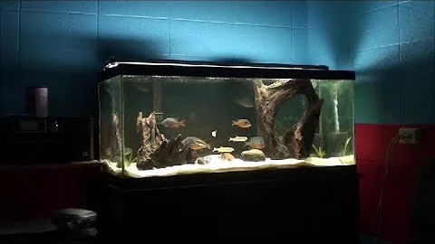 Why do bluegills chase each other?