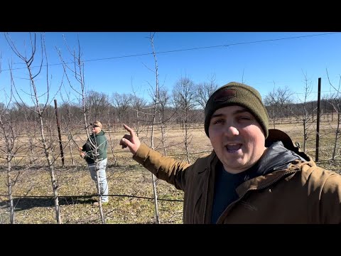 Pruning Apples after Crop Loss