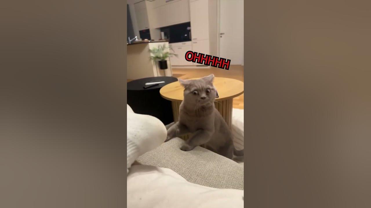 Stinky Feet Alert!!! 🙀🦶 #Animals #Cat #Rufus - Youtube