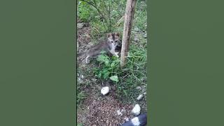 balannako  meyage daangale#viral