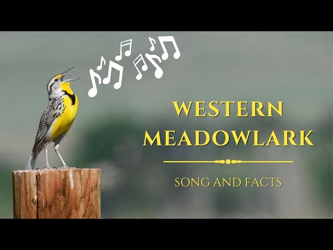 Video: Bagaimana untuk menarik meadowlarks?