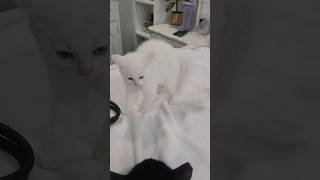 Little Brother (Perico) Meeting Big Brother (Jäger) #shorts #youtubeshorts #kitten #cat