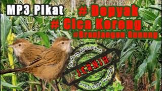 Suara Pikat Burung Depyak Gacor