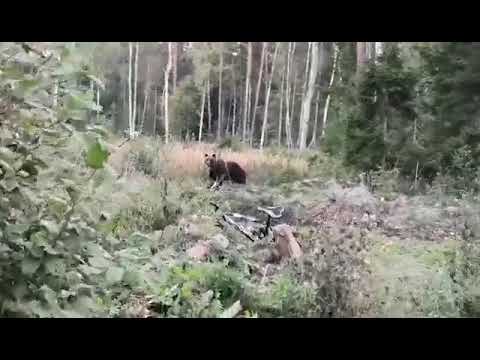Video: Kuidas Karu Vangistuses Hoida