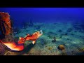 Real-Life Mermaid Melissa at Real Shipwreck Deep Underwater