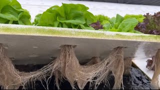 Hydroguard saved the day for my hydroponic lettuce!