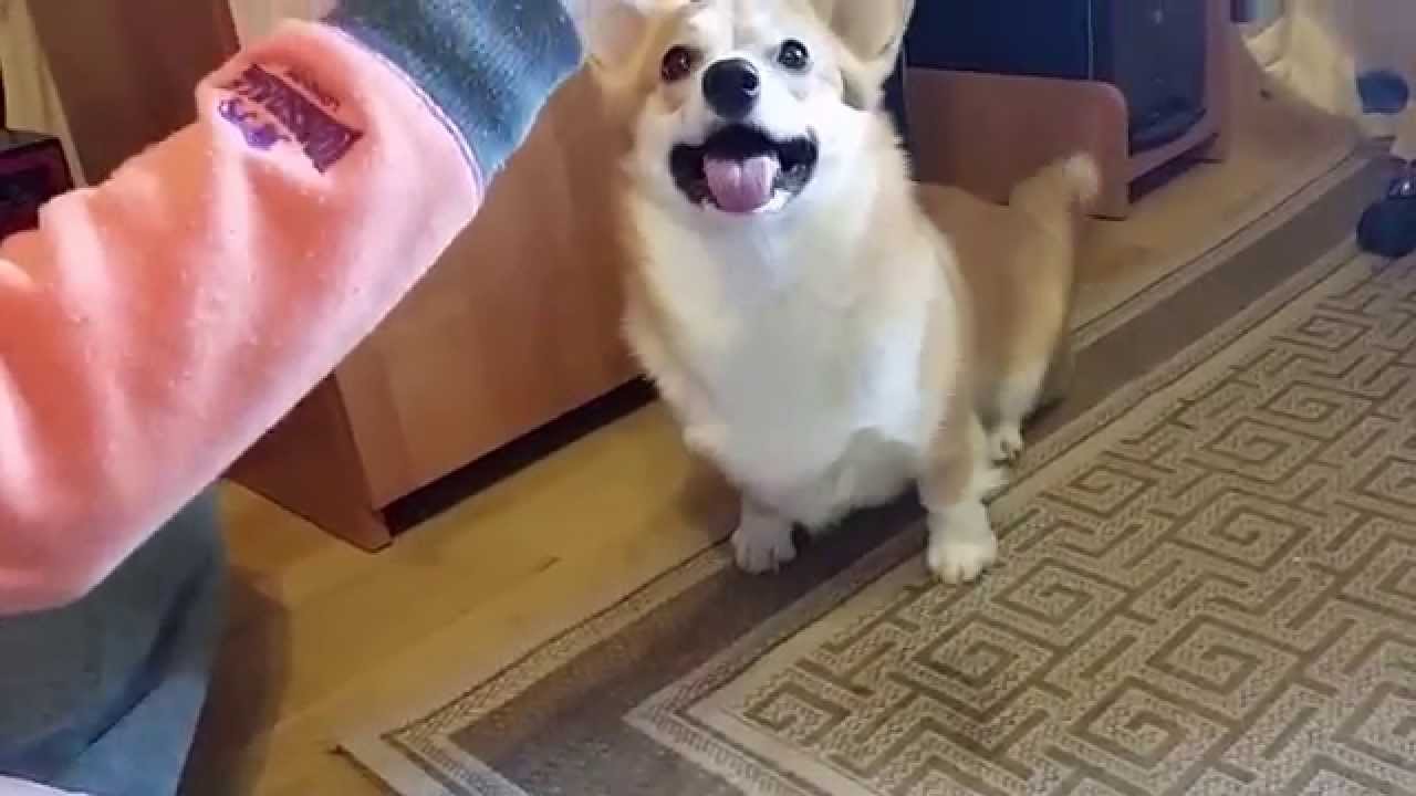 How Can I Stop My Dog From Scratching The Floor How Can I Stop My Dog From Scratching The Floor