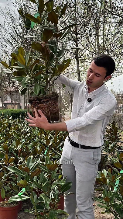 Magnolia grandiflora aksiyada! #landshaft #magnolia #ismoilbekrustambekov