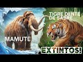 Encontro Extinto: Mamute e Tigre de Dentes de Sabre!