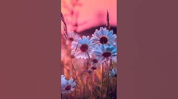 تلاوة جميلة جداً من سورة الحج بصوت القارئ محمد اللحيدان💙.