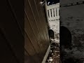 Catopedia Episode 3 #cats #cat #snow #outdoors #outside