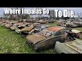 BARN FINDS| Impala Graveyard