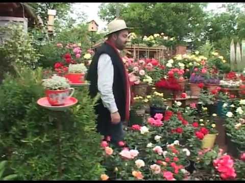 ვარდები გარდენიაში