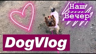 DogVlog: Наш вечер, долгая прогулка