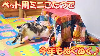 本格的に寒くなって来たので、猫部屋にペット用のミニこたつを出しました