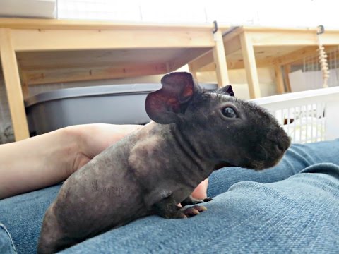 baby skinny pig for sale