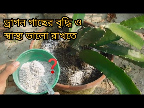 ভিডিও: লাল কানের কচ্ছপ: যত্ন এবং রক্ষণাবেক্ষণ