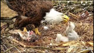 Decorah North Nest 4-6-22, 1 pm DNF calls, Mr arrives with nesting material, DNF feeds