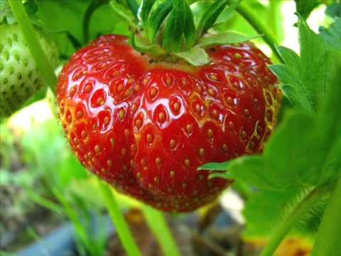 Video: Miks Maasikad Pole Magusad?