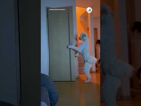 これは人…？？｜PECO