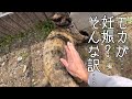 【前編】事件です…避妊手術したはずの外猫が妊娠！？現場からお伝えします！