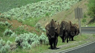 Bison and Calves Crossing the Road at Yellowstone National Park