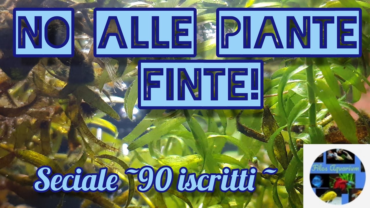 Non mettere piante finte vi spiego perché! #pianteacquatiche 