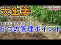 【2026.7】大生姜はこれで大きく育ちます｜猛暑で失速させない追肥（実肥）と根圏の作り方 【有用菌栽培】