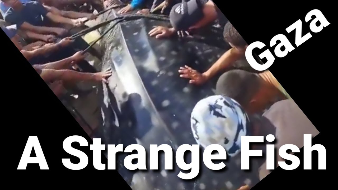 Strange Fish Found on Khan Younis Shore Amid Gaza War Chaos | Gaza Stories Never Told