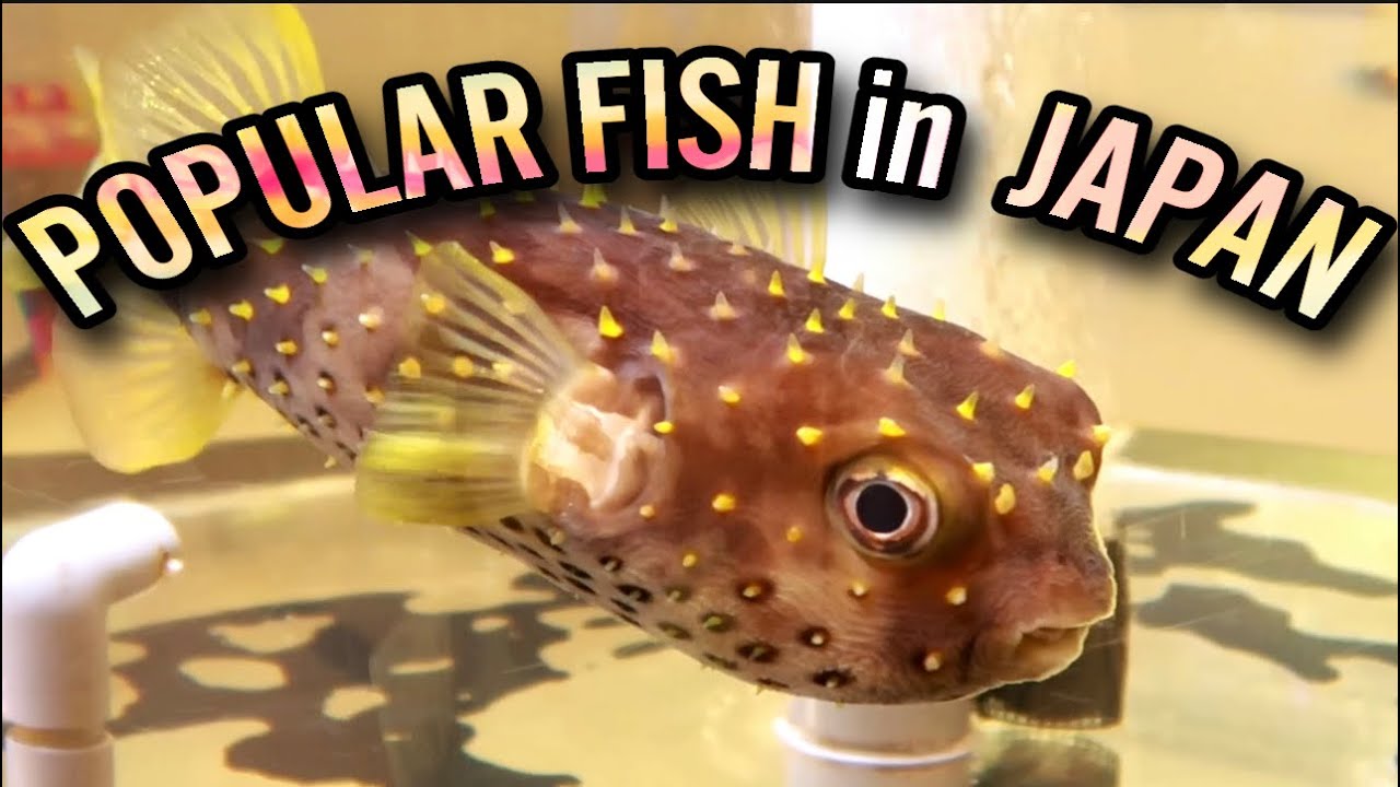 Popular FISH in Japan (pinay living in japan) YouTube
