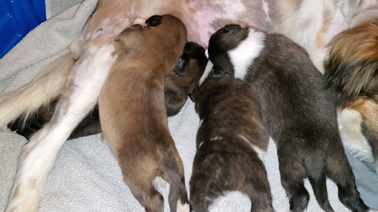 Five Super Hungry Newborn Puppies Nursing At Mom S Belly Drinking Milk Early Friday 4 9 2021 Youtube