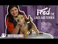 Grooming Fred the 5-month old Lakeland Terrier | Kitty Talks Dogs - TRANSGROOM