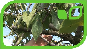 The training of the diagonal cherrytree