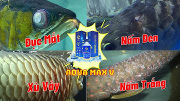 Hướng Dẫn Xử Lý Nấm Trắng, Nấm Đen, Xù Vảy, Đục Mắt Cá Rồng | Aquamax V | Hoàng Lam Arowana