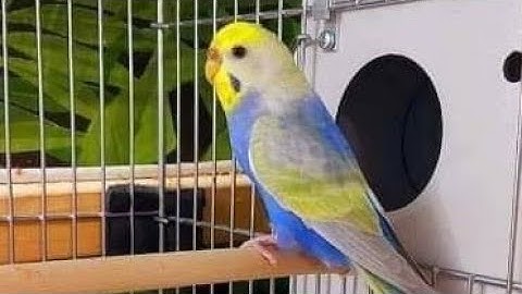 سورة القدر مكررة مرتين ترتيبها  في المصحف 97 عدد آياتها 5 وهي مكية بتلاوة رائعة وصوت جميل 👍🔔✔ ✏✏💖