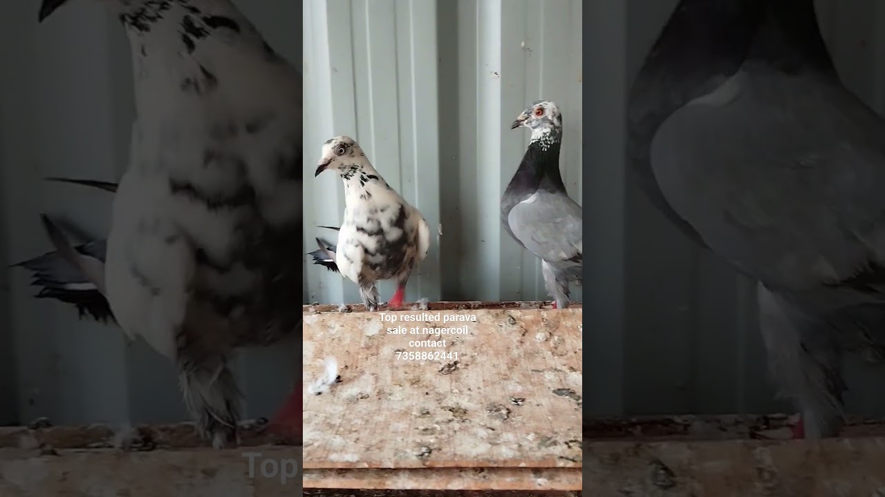 parava female sale at nagercoil 