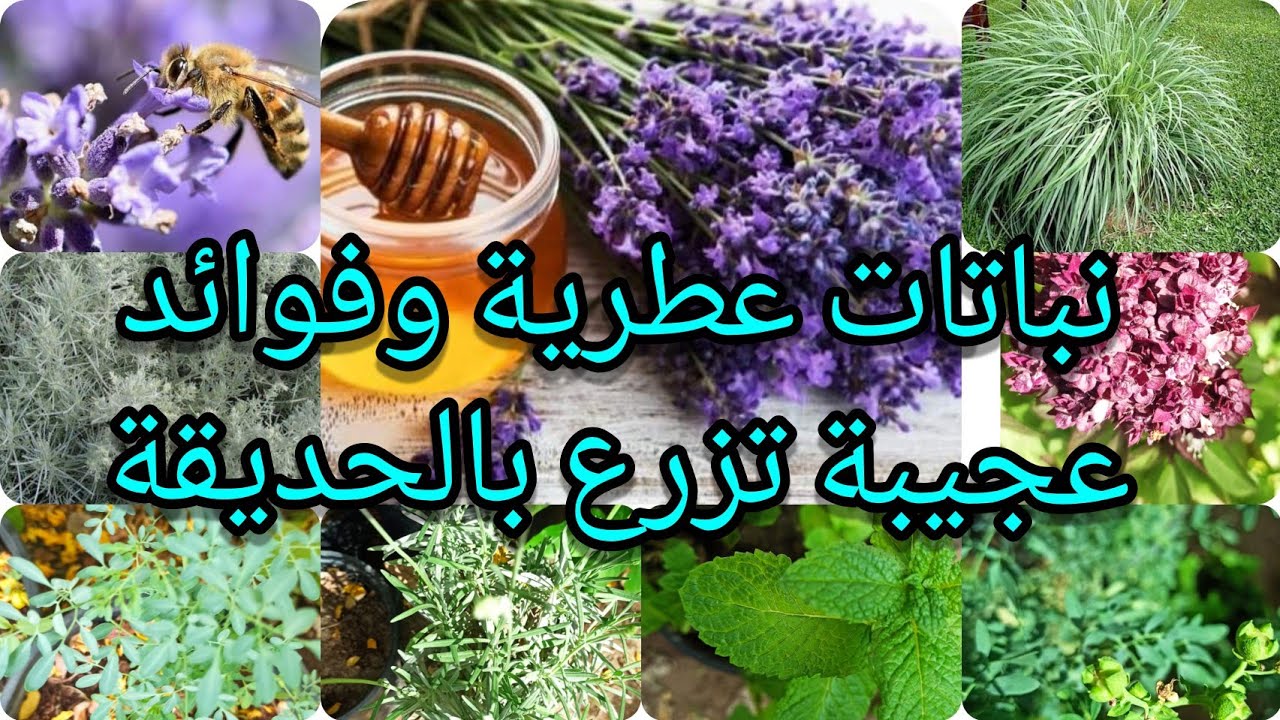 النباتات العطرية عطر رائع وفوائد طبية ومكملات غذائية عجيبة بعضها لها القدرة على علاج اصعب الأمراض