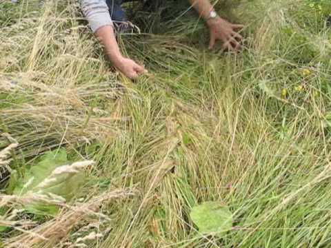 grass braid vacant lot sept 09 youtube
