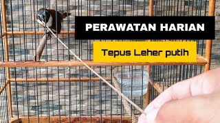PERAWATAN HARIAN BURUNG TEPUS LEHER PUTIH | TEPUS LEHER PUTIH GACOR