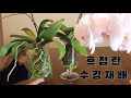 호접란 수경재배 방법 #1 /  수경재배로 실패없이 건강하게 키우는 방법