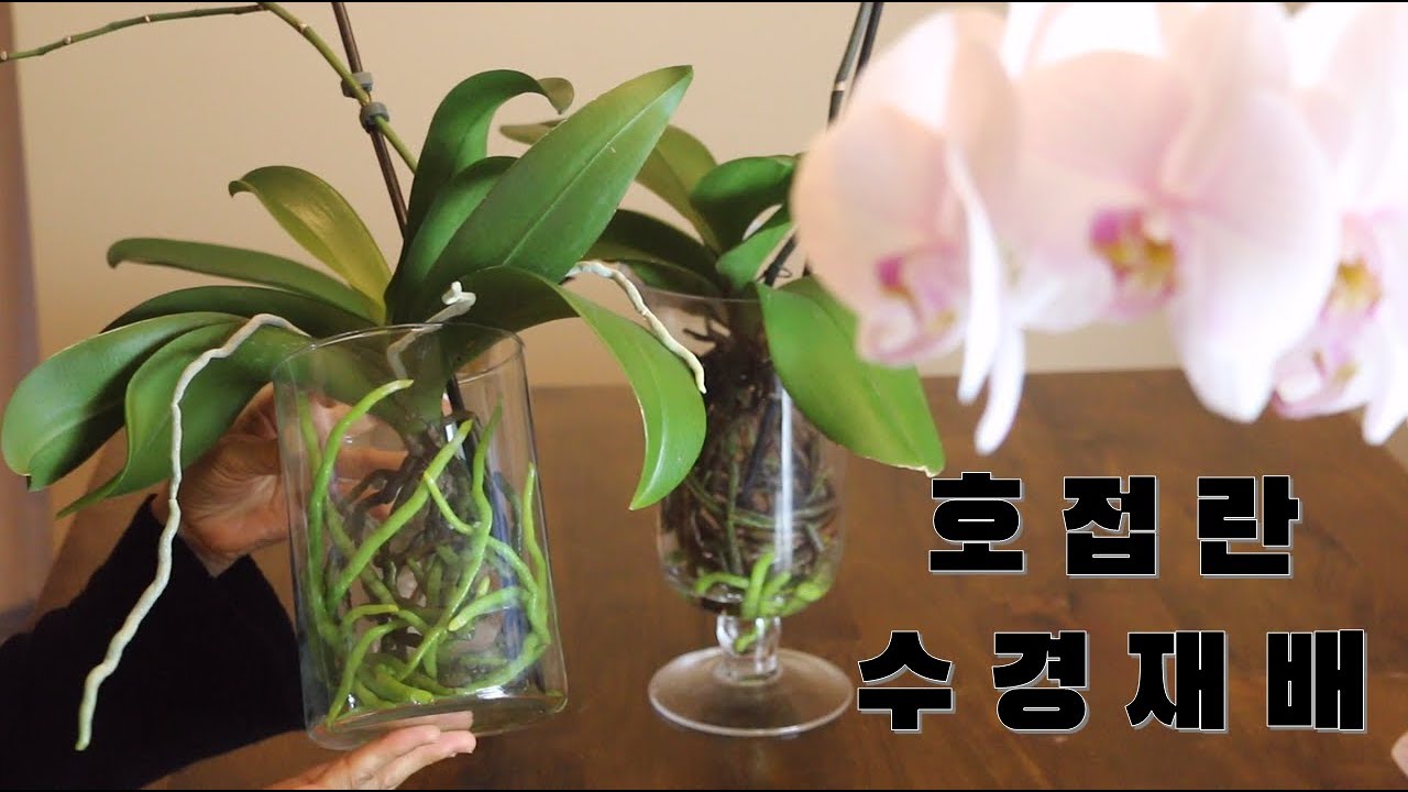 호접란 수경재배 방법 #1 /  수경재배로 실패없이 건강하게 키우는 방법