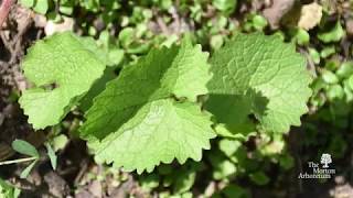 Learn how to identify garlic mustard (alliaria petiolata). do you
manage this species at your site? what are some of the main factors
take into con...
